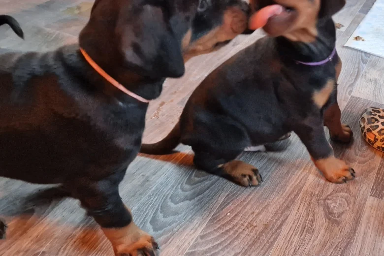 Doberman
