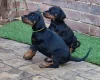 Doberman