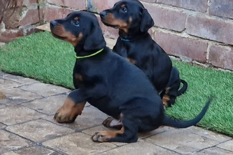Doberman