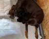 Doberman