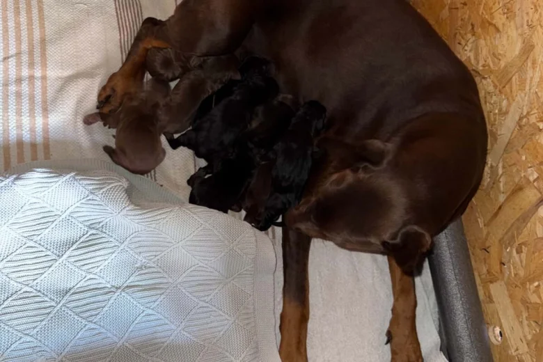 Doberman