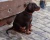 Doberman