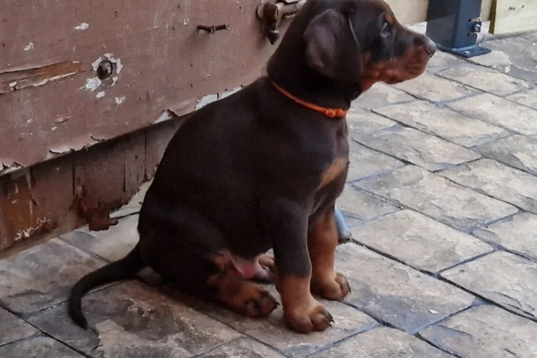 Doberman