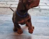 Doberman