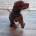 Doberman
