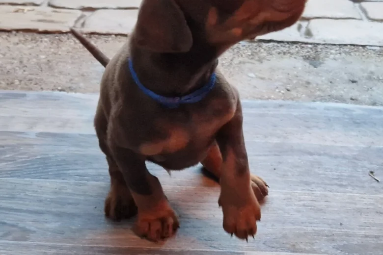 Doberman