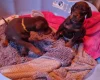 Doberman