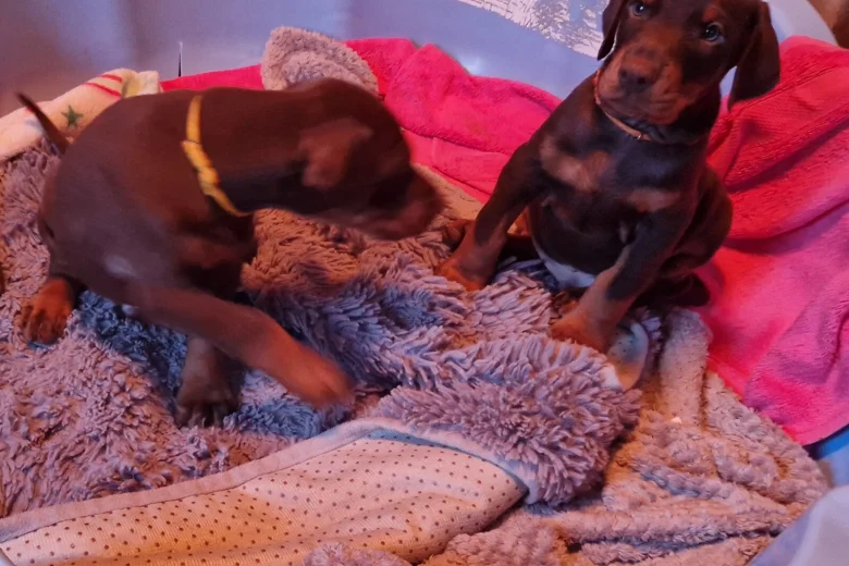 Doberman