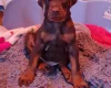 Doberman