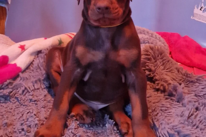 Doberman