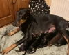Doberman