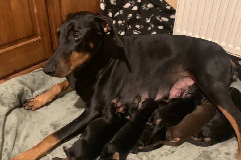 Doberman