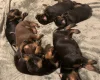 Doberman