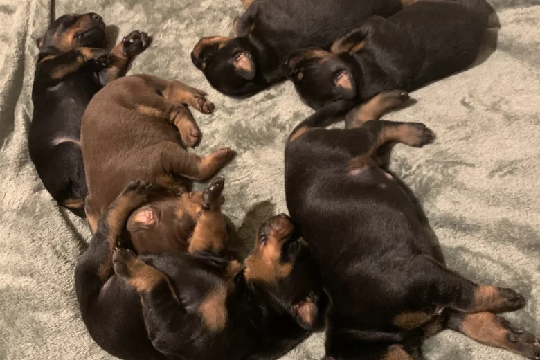 Doberman