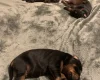 Doberman