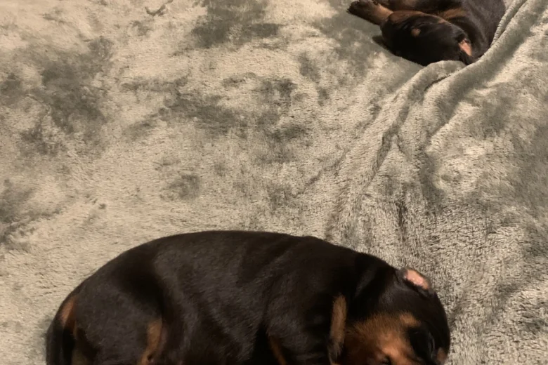 Doberman