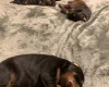 Doberman