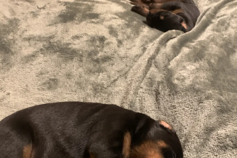 Doberman