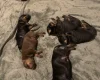 Doberman