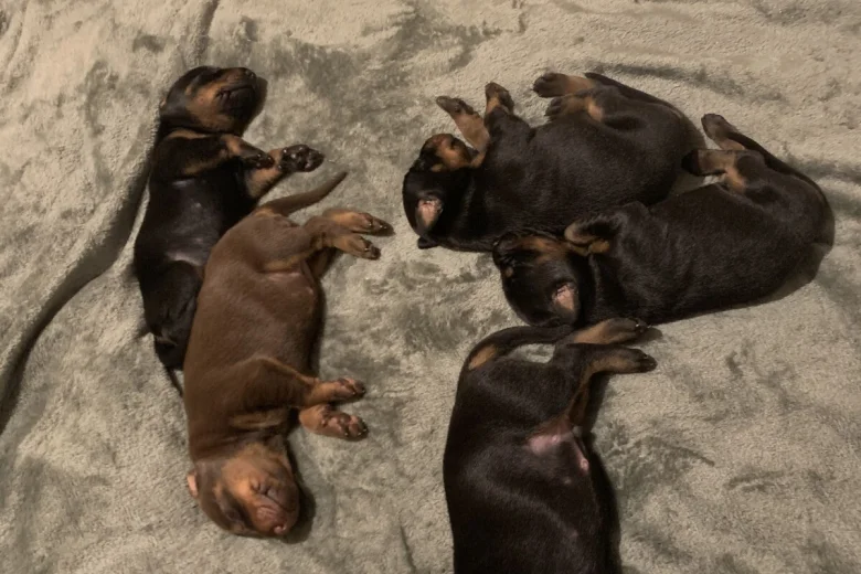 Doberman