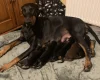 Doberman