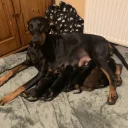 Doberman