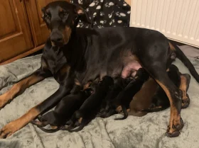 Doberman