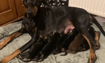 Doberman