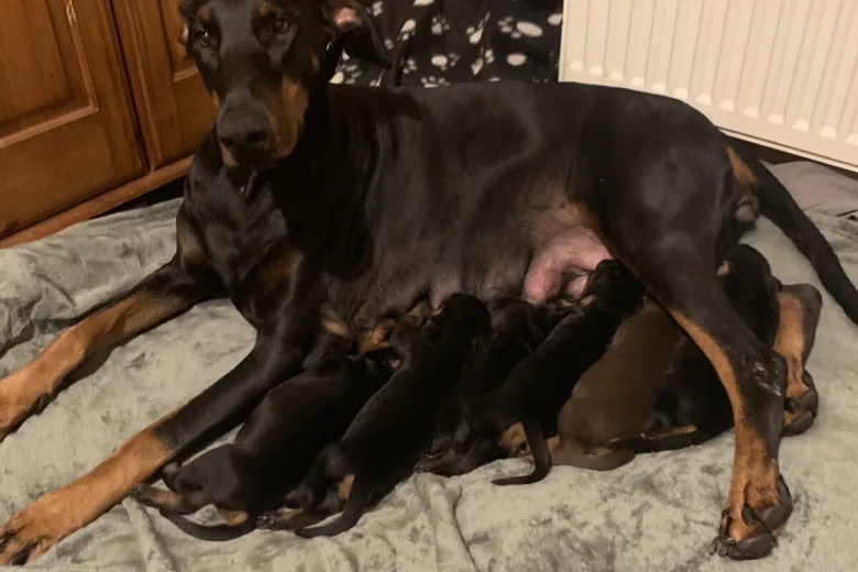 Doberman