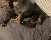 Doberman