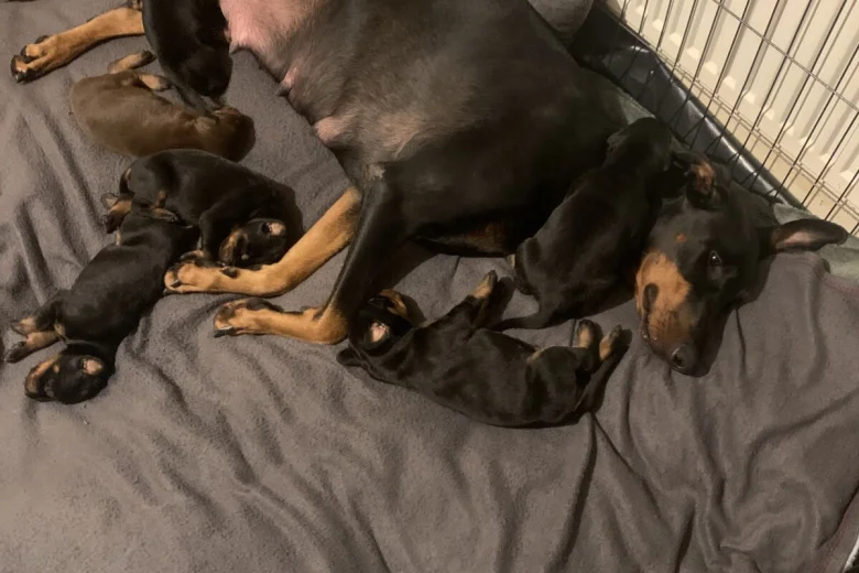 Doberman