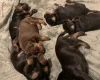 Doberman