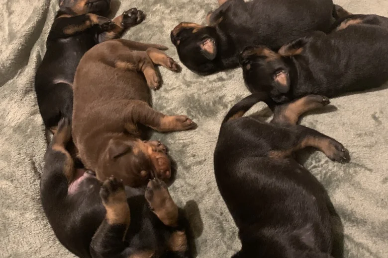 Doberman
