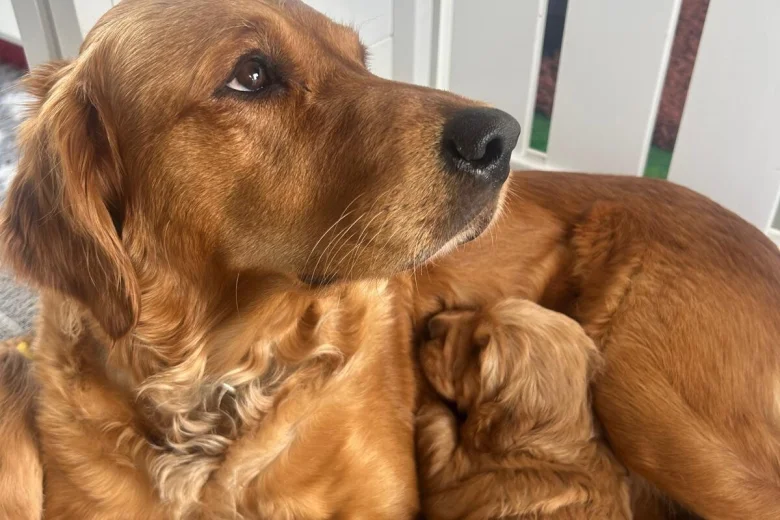 Golden Retriever