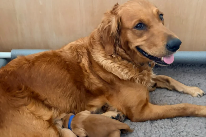 Golden Retriever