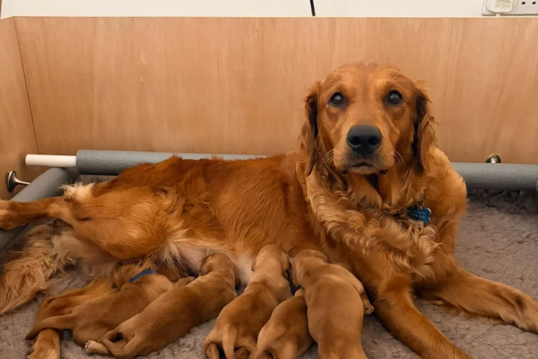 Golden Retriever