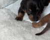 Dachshund (Miniature Smooth Haired)