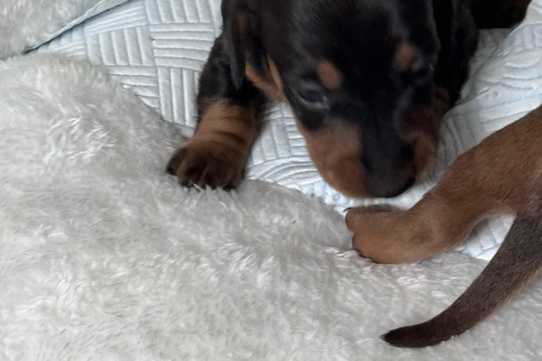 Dachshund (Miniature Smooth Haired)