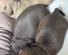 Dachshund (Miniature Smooth Haired)