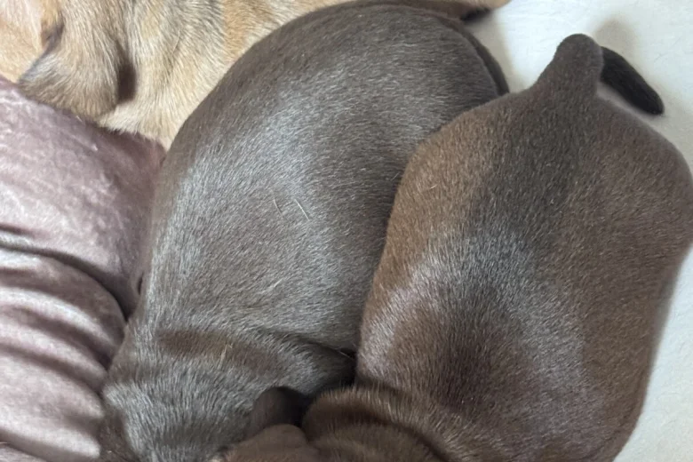 Dachshund (Miniature Smooth Haired)