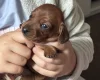 Dachshund (Miniature Smooth Haired)