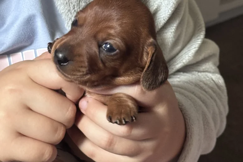 Dachshund (Miniature Smooth Haired)
