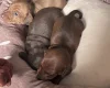 Dachshund (Miniature Smooth Haired)
