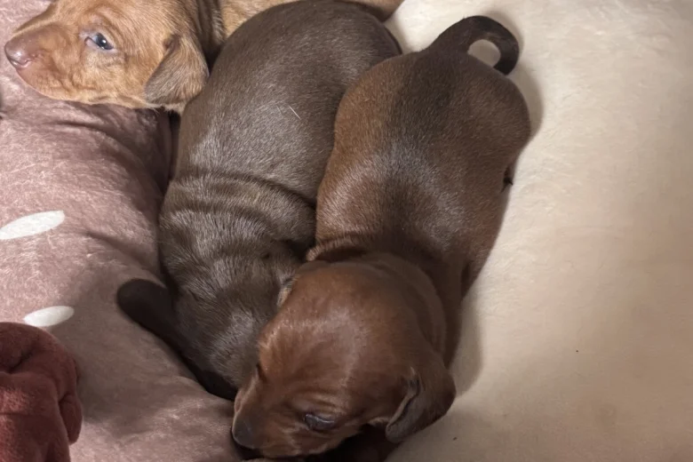 Dachshund (Miniature Smooth Haired)