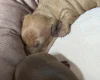 Dachshund (Miniature Smooth Haired)