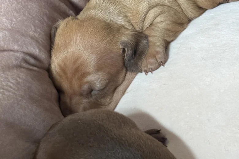 Dachshund (Miniature Smooth Haired)