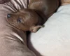 Dachshund (Miniature Smooth Haired)