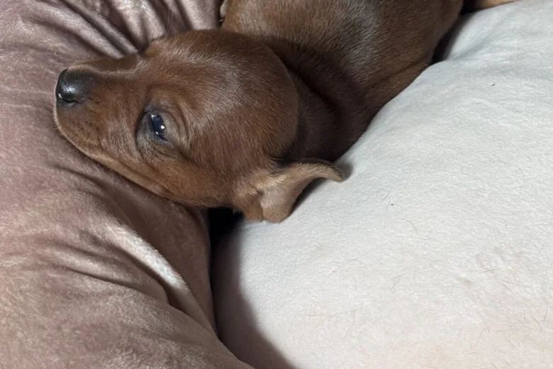 Dachshund (Miniature Smooth Haired)