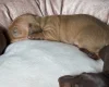 Dachshund (Miniature Smooth Haired)