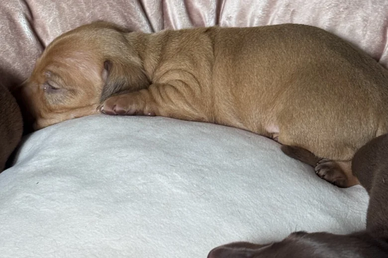 Dachshund (Miniature Smooth Haired)